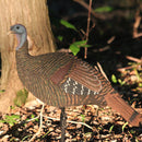 Shady Baby Upright Hen