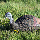 Shady Baby Upright Hen
