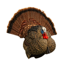 LCD - Strutter Tom