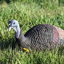 Flambeau - Shady Baby Upright Hen